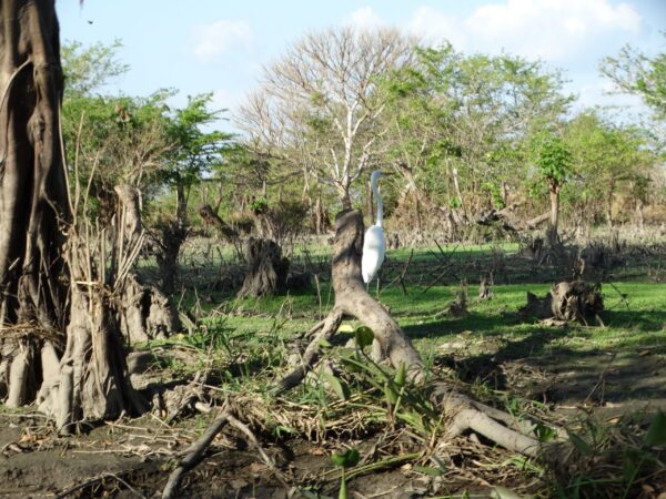 RUTA: Ciénaga de Pijiño - Imagen 5
